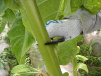 クリックすると大きな画像が出てきます。