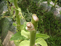 クリックすると大きな画像が出てきます。