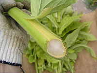 クリックすると大きな画像が出てきます。