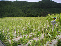 クリックすると大きな画像が出てきます。