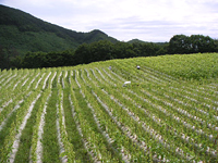 クリックすると大きな画像が出てきます。