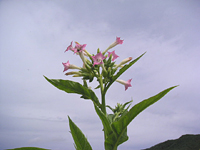 クリックすると大きな画像が出てきます。