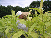 クリックすると大きな画像が出てきます。