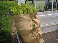 クリックすると大きな画像が出てきます。