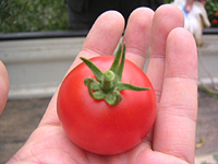 クリックすると大きな画像が出てきます。