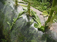 クリックすると大きな画像が出てきます。