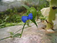 クリックすると大きな画像が出てきます。