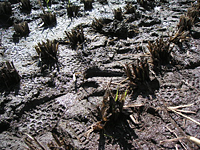 クリックすると大きな画像が出てきます。