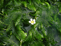 クリックすると大きな画像が出てきます。