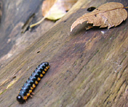 クリックすると大きな画像が出てきます。