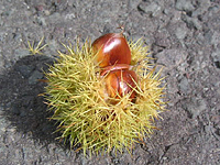 クリックすると大きな画像が出てきます。