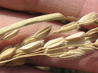 クリックすると大きな画像が出てきます。