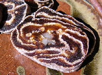 クリックすると大きな画像が出てきます。