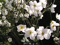 クリックすると大きな画像が出てきます。