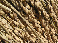 クリックすると大きな画像が出てきます。