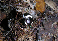 クリックすると大きな画像が出てきます。