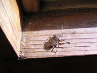 クリックすると大きな画像が出てきます。