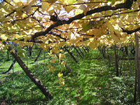 クリックすると大きな画像が出てきます。