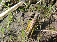 クリックすると大きな画像が出てきます。