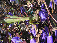 クリックすると大きな画像が出てきます。