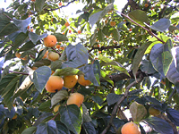 クリックすると大きな画像が出てきます。