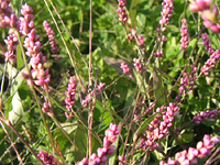 クリックすると大きな画像が出てきます。