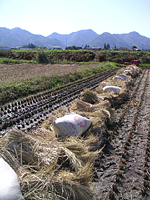 クリックすると大きな画像が出てきます。