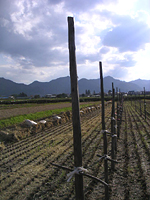 クリックすると大きな画像が出てきます。