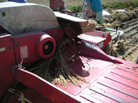 クリックすると大きな画像が出てきます。