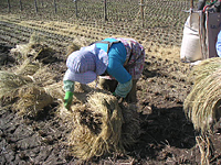 クリックすると大きな画像が出てきます。