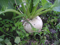 クリックすると大きな画像が出てきます。