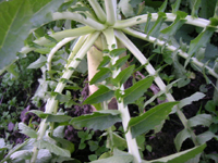 クリックすると大きな画像が出てきます。