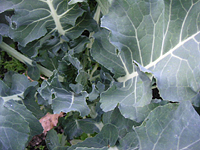 クリックすると大きな画像が出てきます。