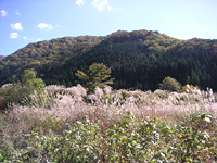 クリックすると大きな画像が出てきます。