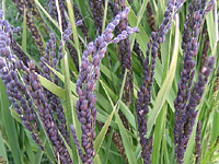 クリックすると大きな画像が出てきます。