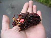 クリックすると大きな画像が出てきます。