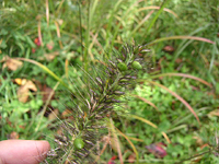 クリックすると大きな画像が出てきます。