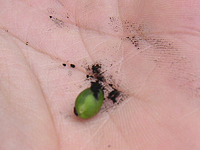 クリックすると大きな画像が出てきます。