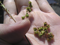 クリックすると大きな画像が出てきます。