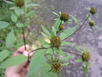 クリックすると大きな画像が出てきます。