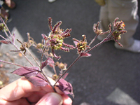 クリックすると大きな画像が出てきます。