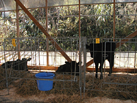 クリックすると大きな画像が出てきます。