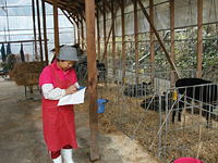 クリックすると大きな画像が出てきます。