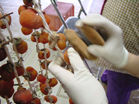 クリックすると大きな画像が出てきます。