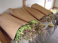 クリックすると大きな画像が出てきます。