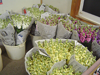 クリックすると大きな画像が出てきます。