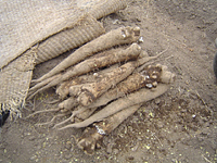 クリックすると大きな画像が出てきます。