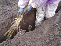 クリックすると大きな画像が出てきます。