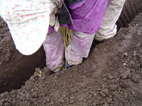 クリックすると大きな画像が出てきます。