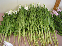 クリックすると大きな画像が出てきます。